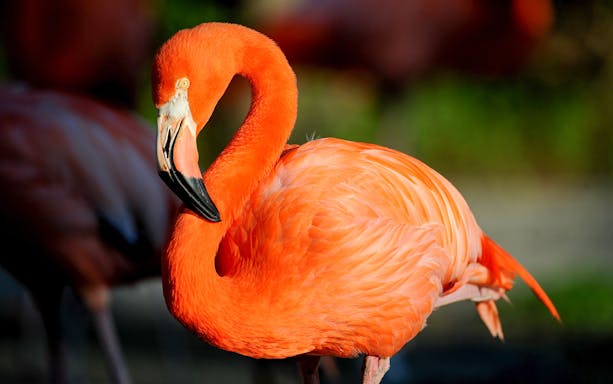 American Flamingo standing at Zoo Miami.