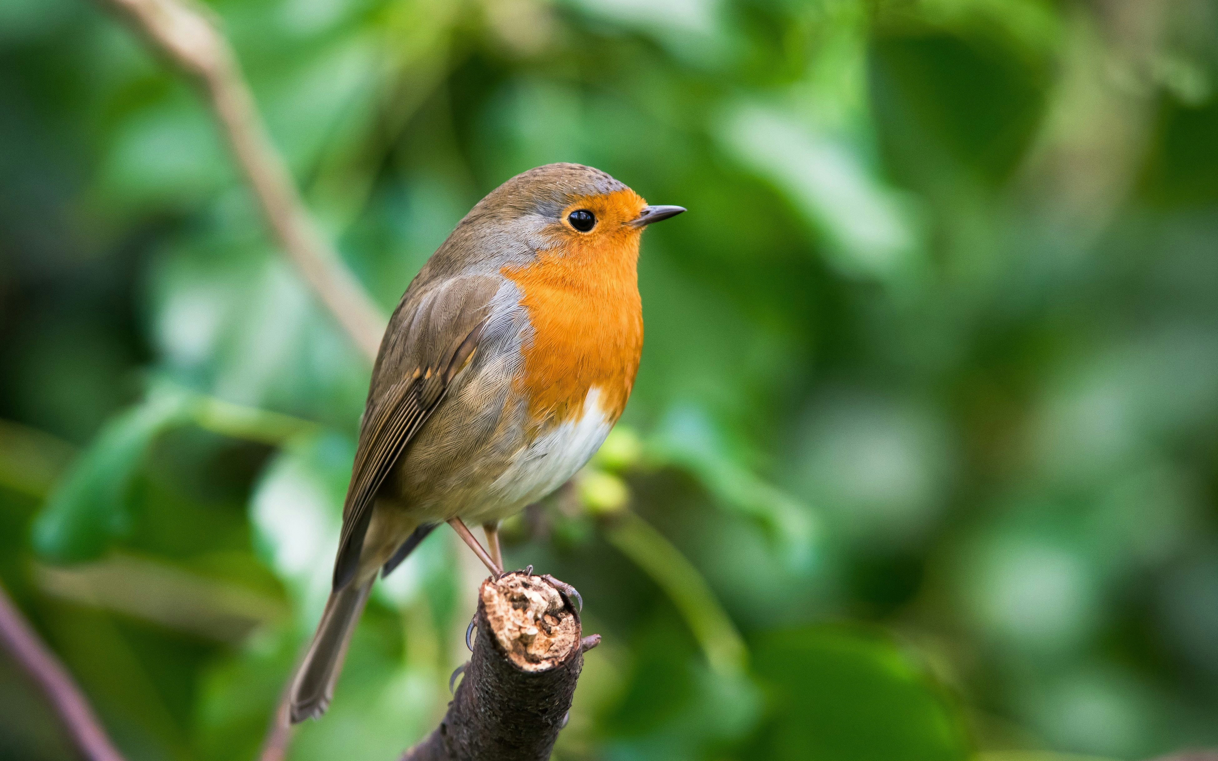 Songbird perched on a branch in a lush green setting.