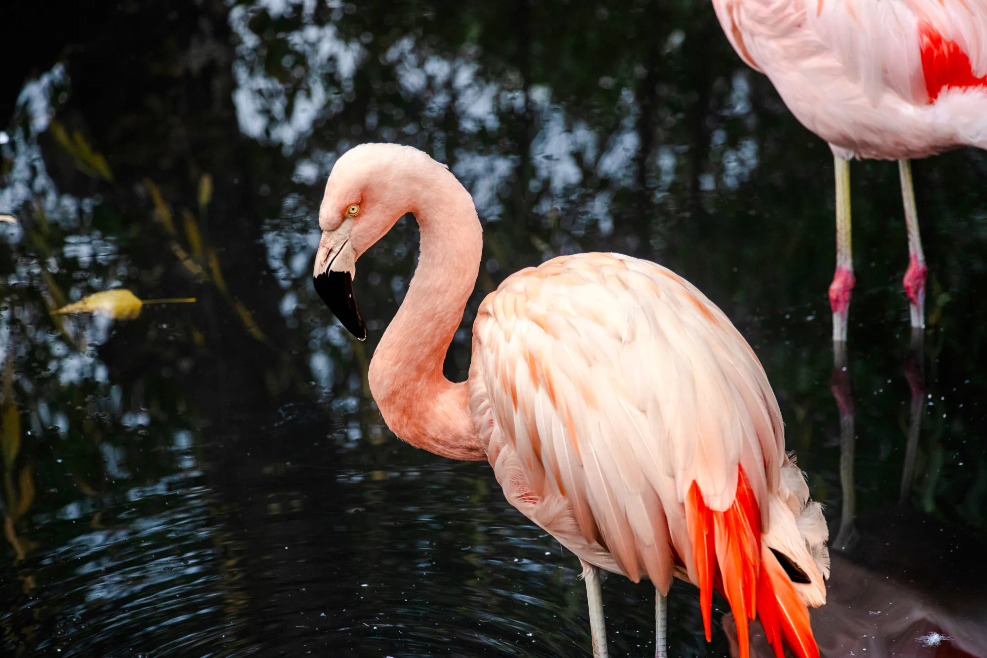 Flamingo standing in water at Parque Safari, Santiago.