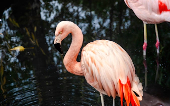 Flamingo standing in water at Parque Safari, Santiago.