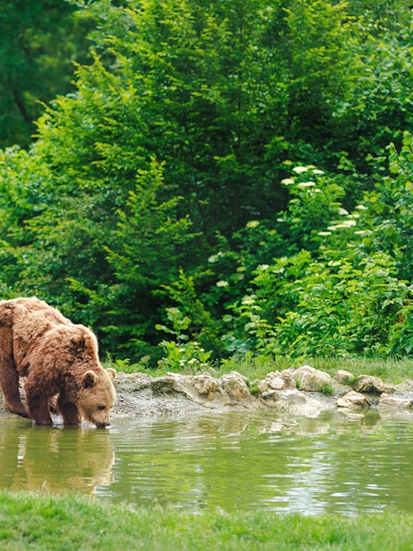 Bear drinking from pond at Bear Sanctuary, Romania.