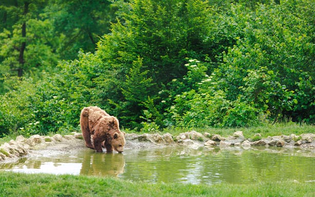 Bear drinking from pond at Bear Sanctuary, Romania.
