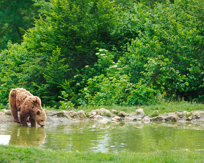 From Bucharest: Bear Sanctuary & Brasov Small-Group Guided Tour