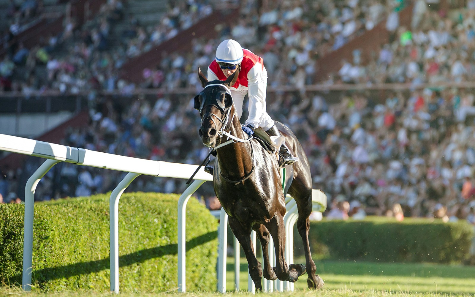 Jockey racing a horse on a grassy track with a crowd in the background.