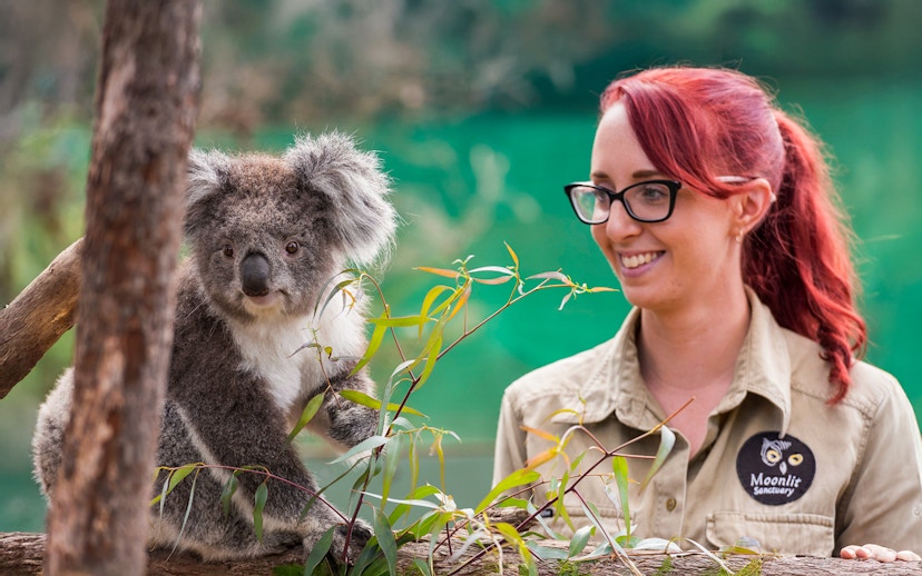 Koala with animal handler at Moonlit Sanctuary, part of Phillip Island Tour.