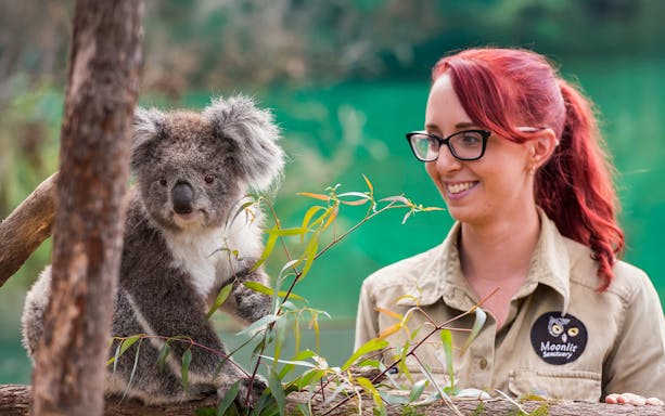 Koala with animal handler at Moonlit Sanctuary, part of Phillip Island Tour.