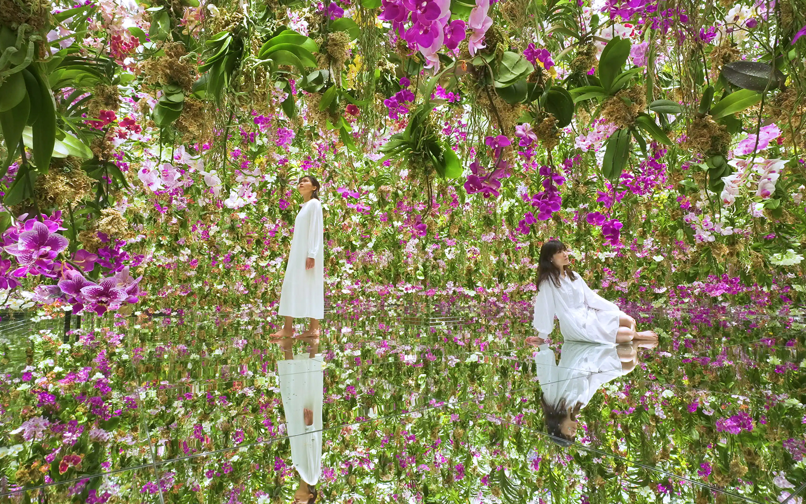 Flower Field, teamLabs