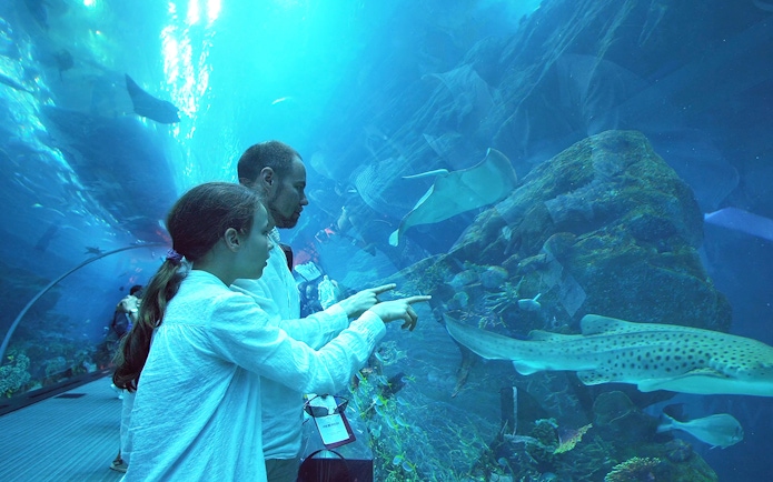 Visitors observing sharks and rays at Dubai Aquarium & Underwater Zoo.
