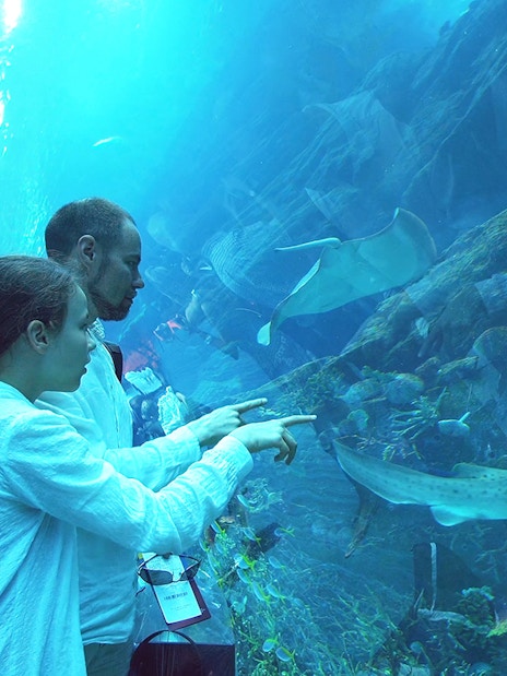 Visitors observing sharks and rays at Dubai Aquarium & Underwater Zoo.