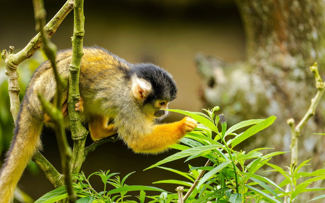 Black-capped squirrel monkey on a tree branch in Taipei Zoo.