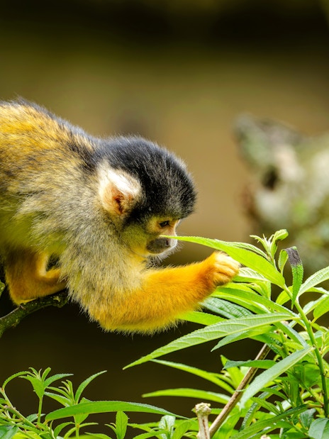 Black-capped squirrel monkey on a tree branch in Taipei Zoo.