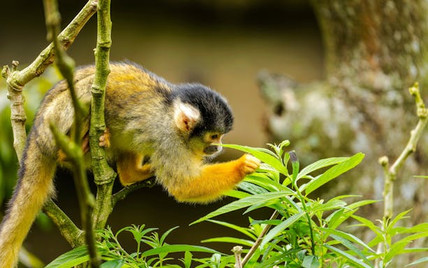 Black-capped squirrel monkey on a tree branch in Taipei Zoo.