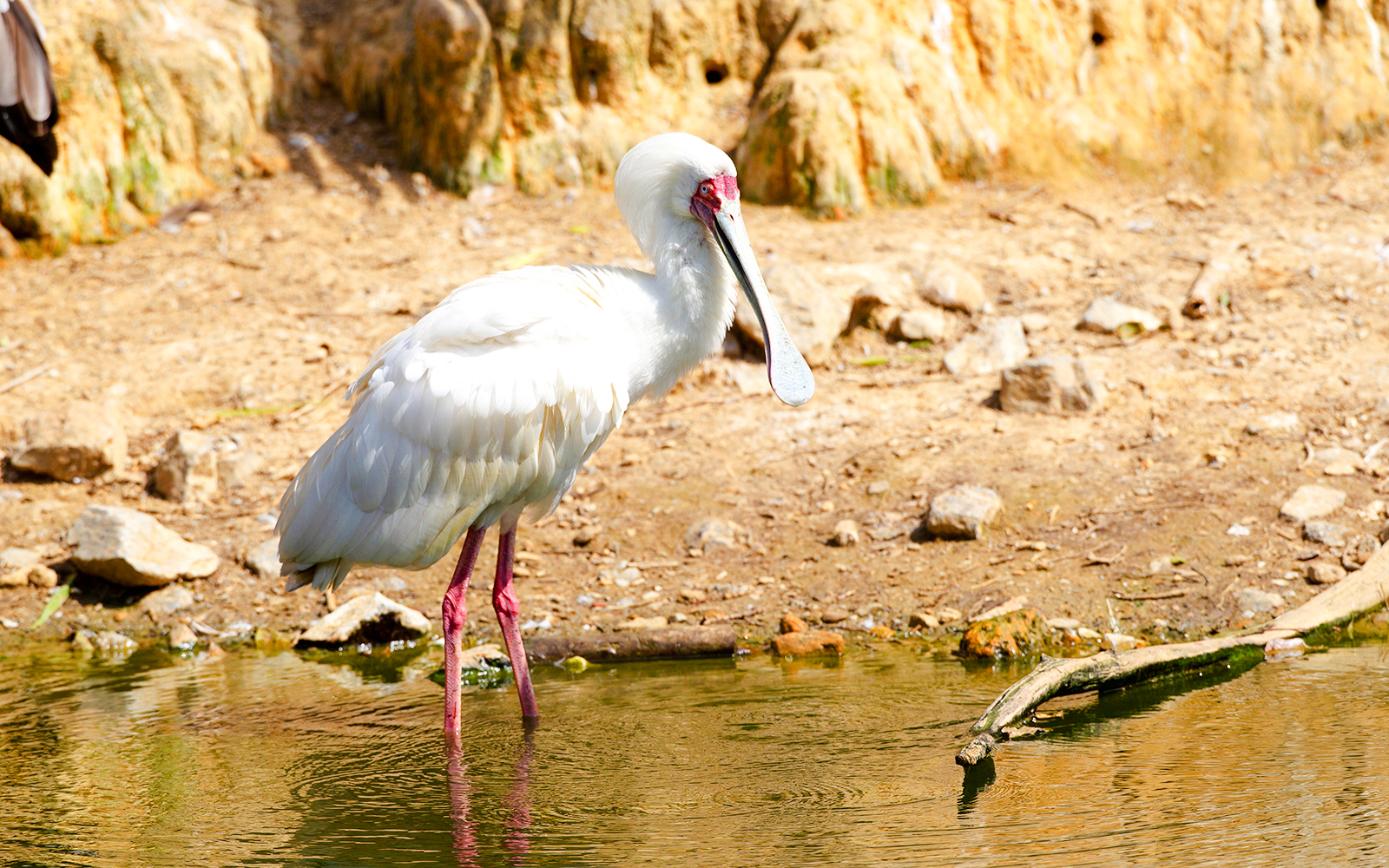 African Spoonbill wading in water at Bioparc Valencia.