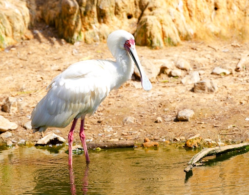 African Spoonbill wading in water at Bioparc Valencia.