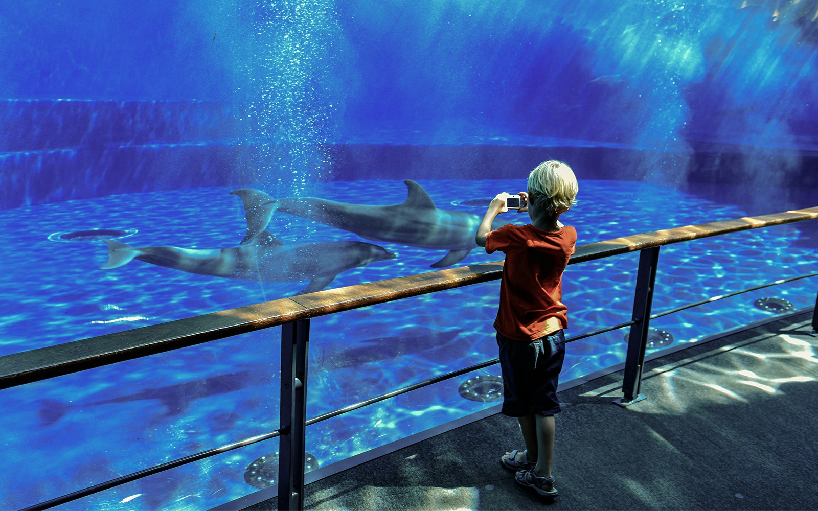 Child taking photo of sharks at Genoa Aquarium.