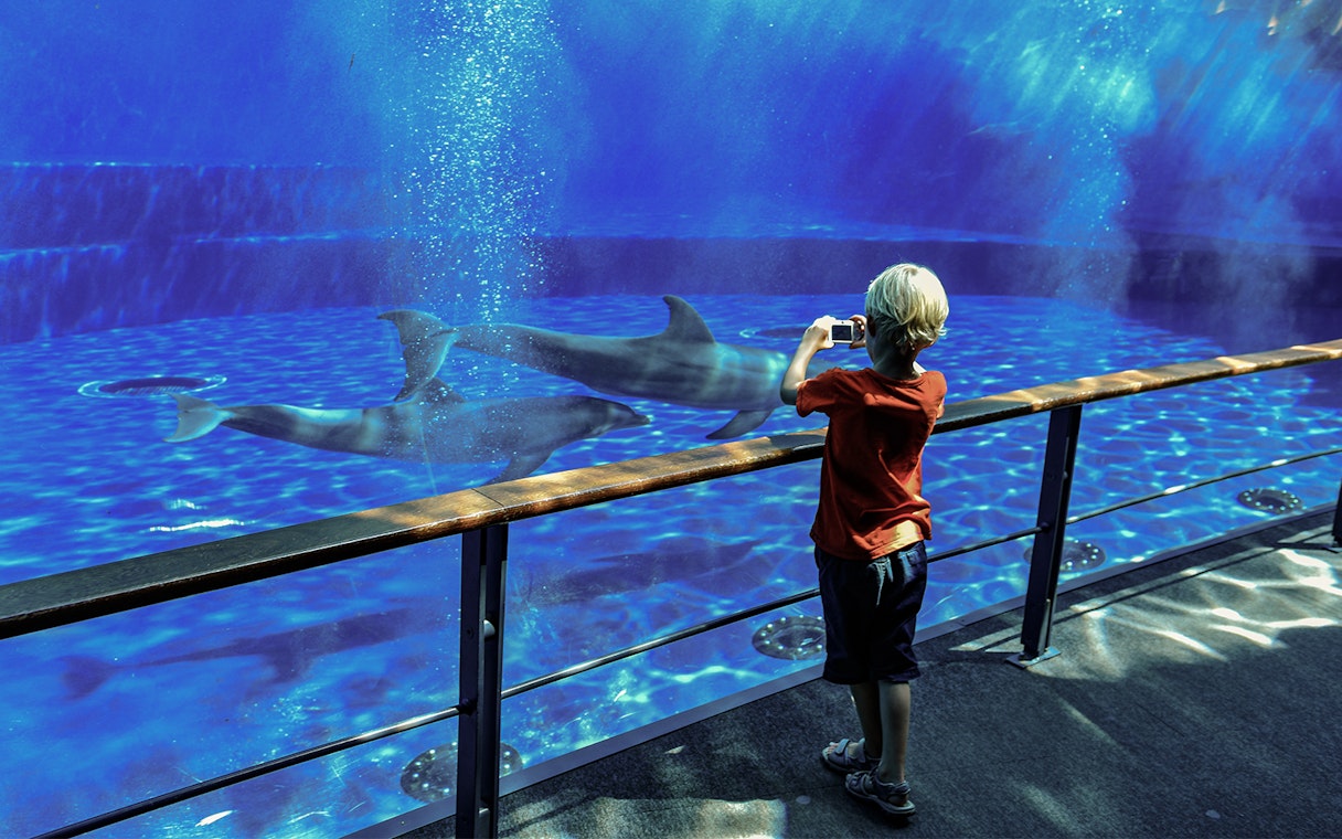 Child taking photo of sharks at Genoa Aquarium.