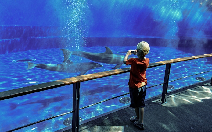 Child taking photo of sharks at Genoa Aquarium.