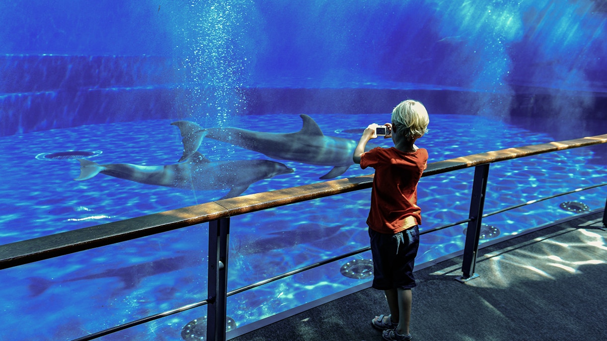 Night with the Sharks