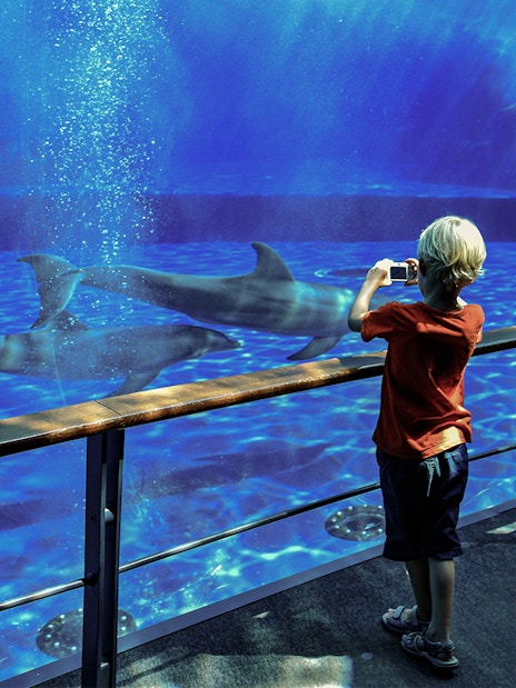 Child taking photo of sharks at Genoa Aquarium.