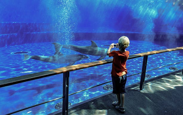 Child taking photo of sharks at Genoa Aquarium.
