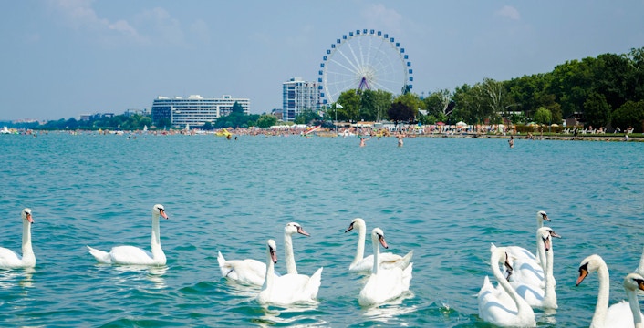 Swans swimming on Lake Balaton with a Ferris wheel and beach in the background.