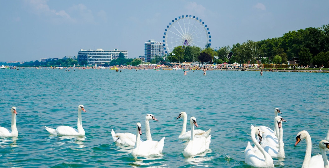 Swans swimming on Lake Balaton with a Ferris wheel and beach in the background.