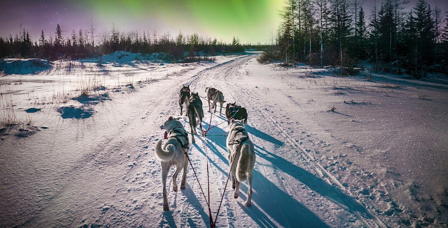Esperienze con gli animali Rovaniemi