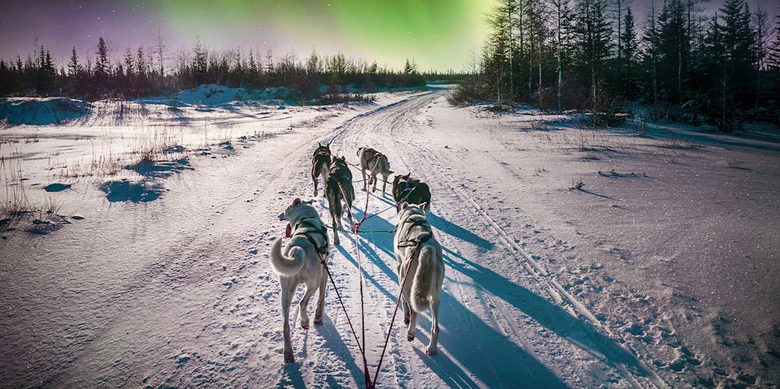 Tierische Erlebnisse Rovaniemi
