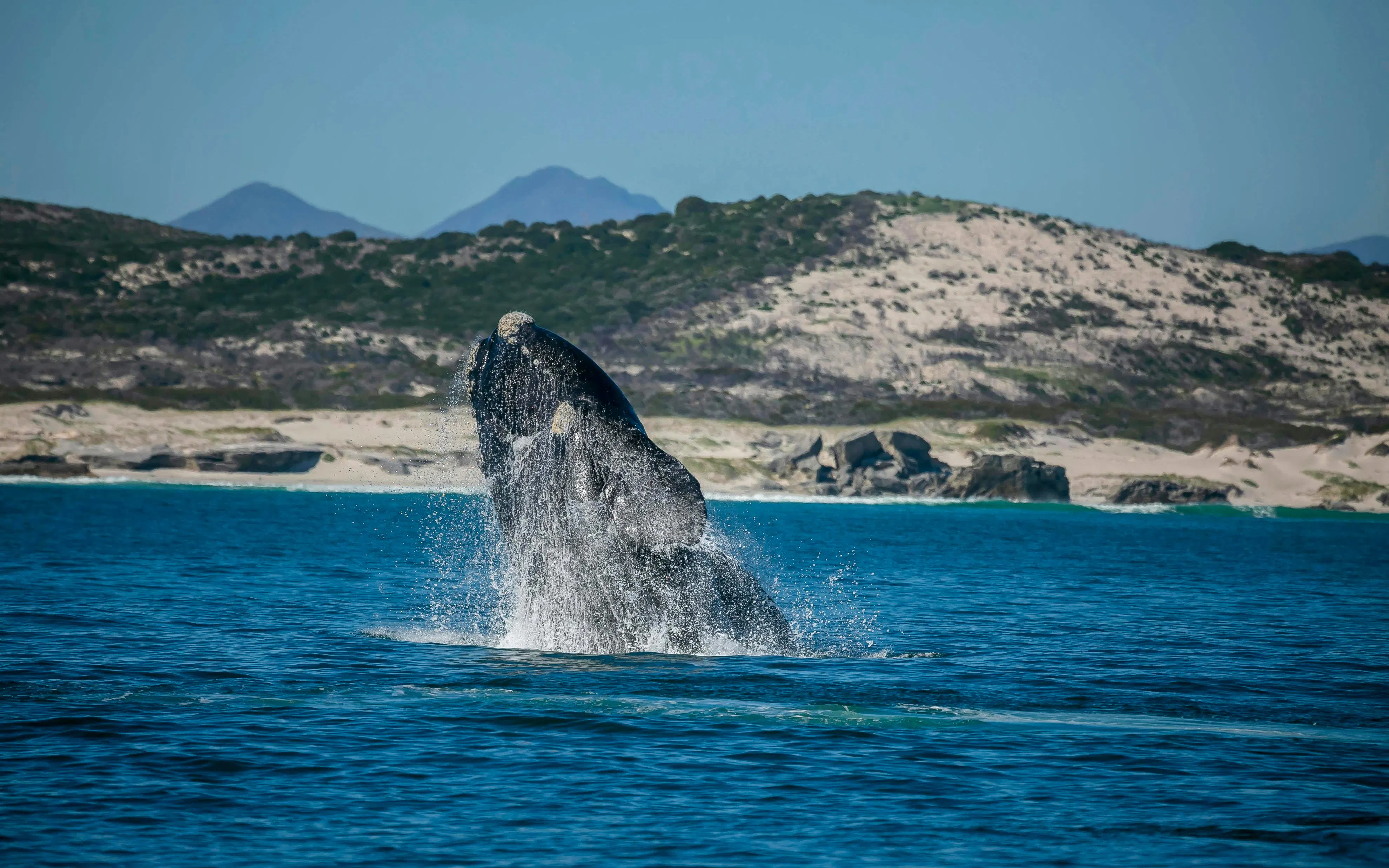 Whale breaching near the coast of Hermanus, South Africa.