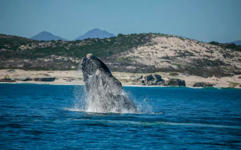 Whale breaching near the coast of Hermanus, South Africa.