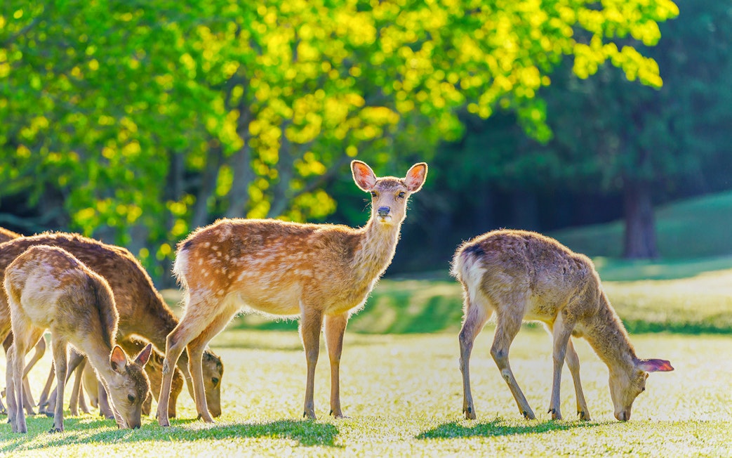 Deer grazing in Nara Park, Japan, with lush green trees in the background.