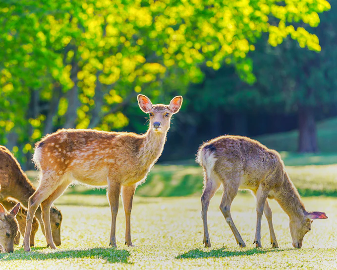 Kyoto & Nara Guided Tour: Temples, Deer Park & Timeless Icons from Osaka/Kyoto