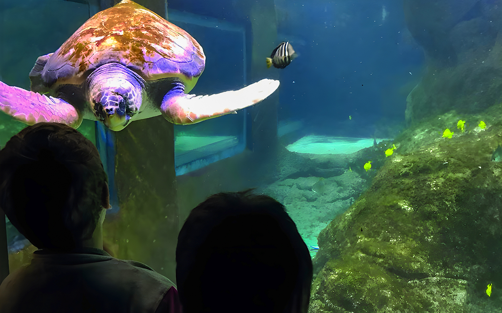 Turtle swimming in aquarium at Marineland Mallorca with visitors watching.