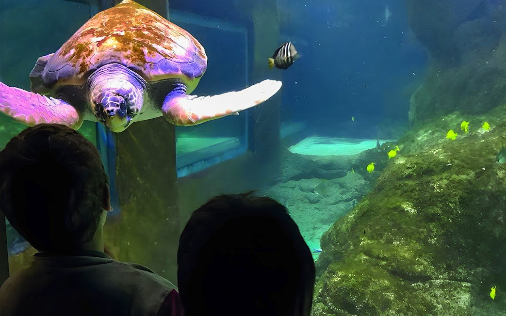 Turtle swimming in aquarium at Marineland Mallorca with visitors watching.