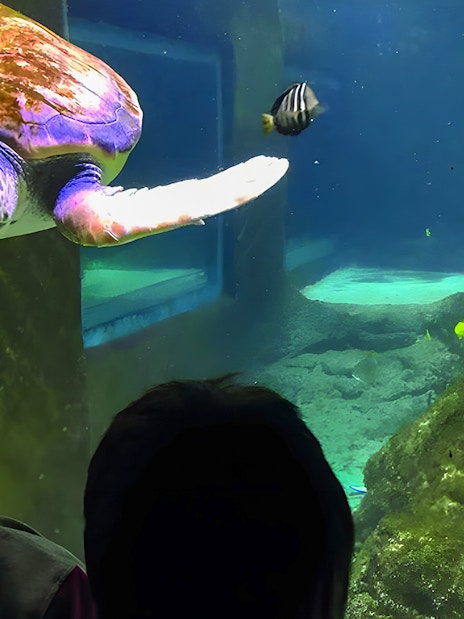 Turtle swimming in aquarium at Marineland Mallorca with visitors watching.