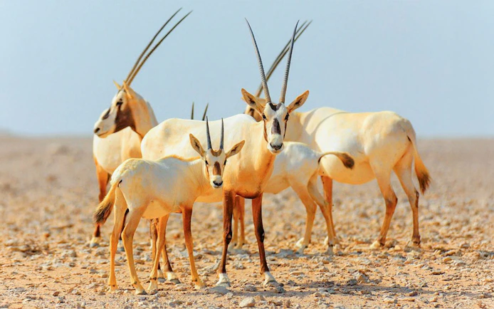 Desert oryx herd during sunrise safari in the Arabian Desert.