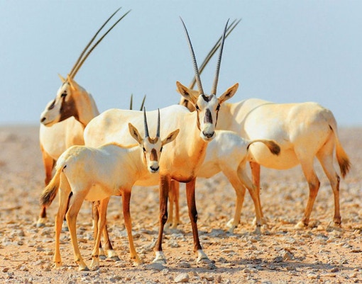 Desert oryx herd during sunrise safari in the Arabian Desert.