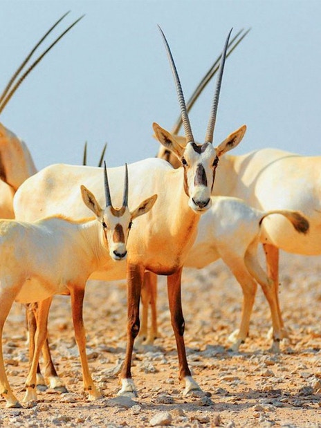 Desert oryx herd during sunrise safari in the Arabian Desert.