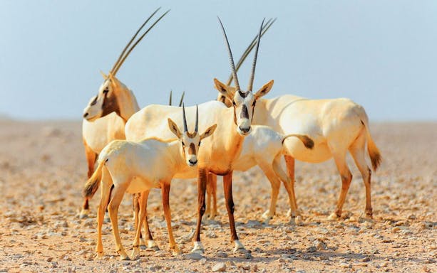 Desert oryx herd during sunrise safari in the Arabian Desert.