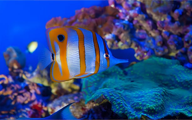 Colorful fish swimming in coral reef at Aquarium of Genoa.