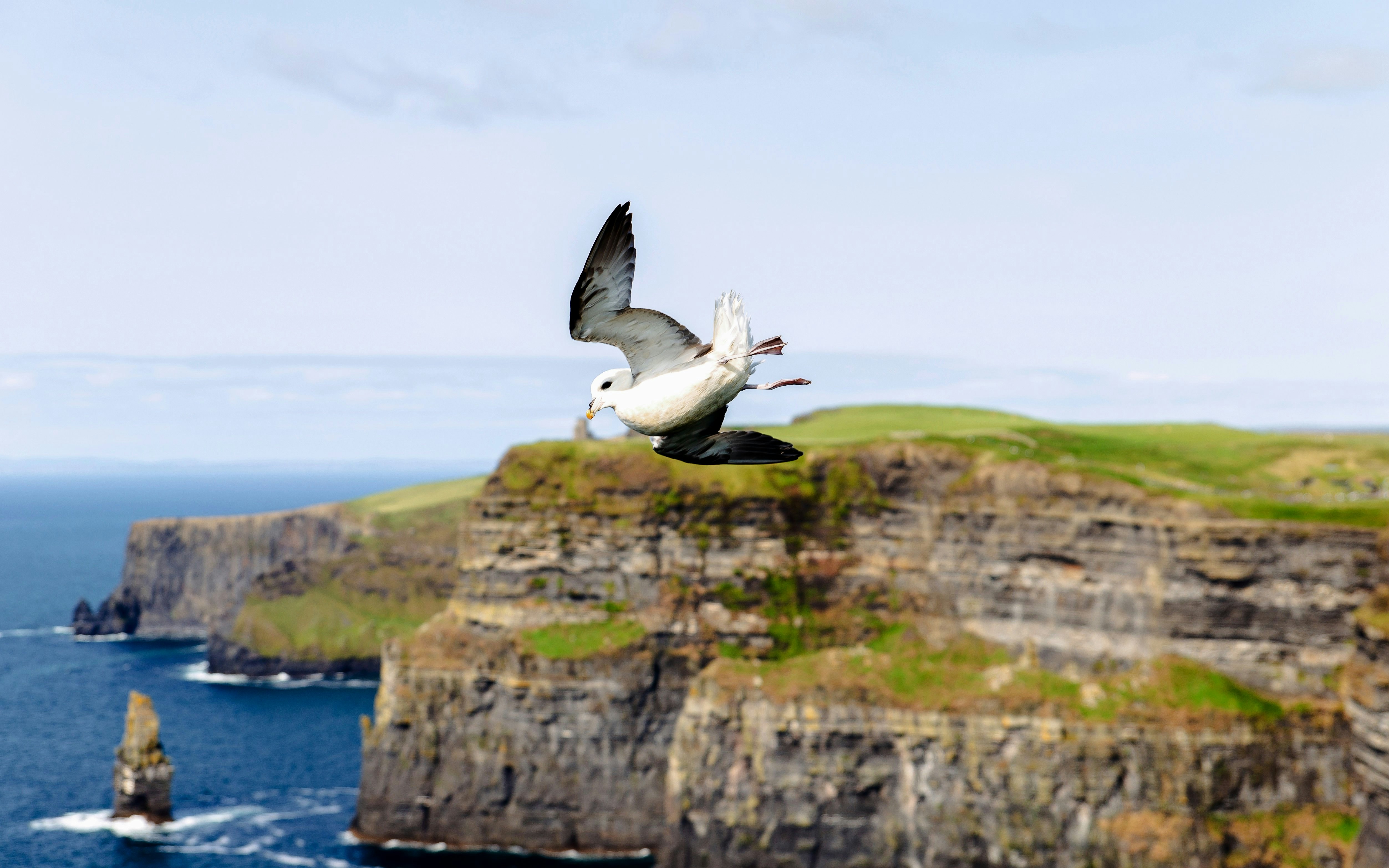 Fulmar flying over the Cliffs of Moher, Ireland.