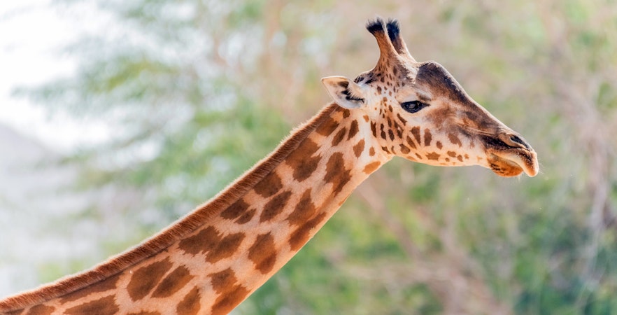 Zoológico de Al Ain