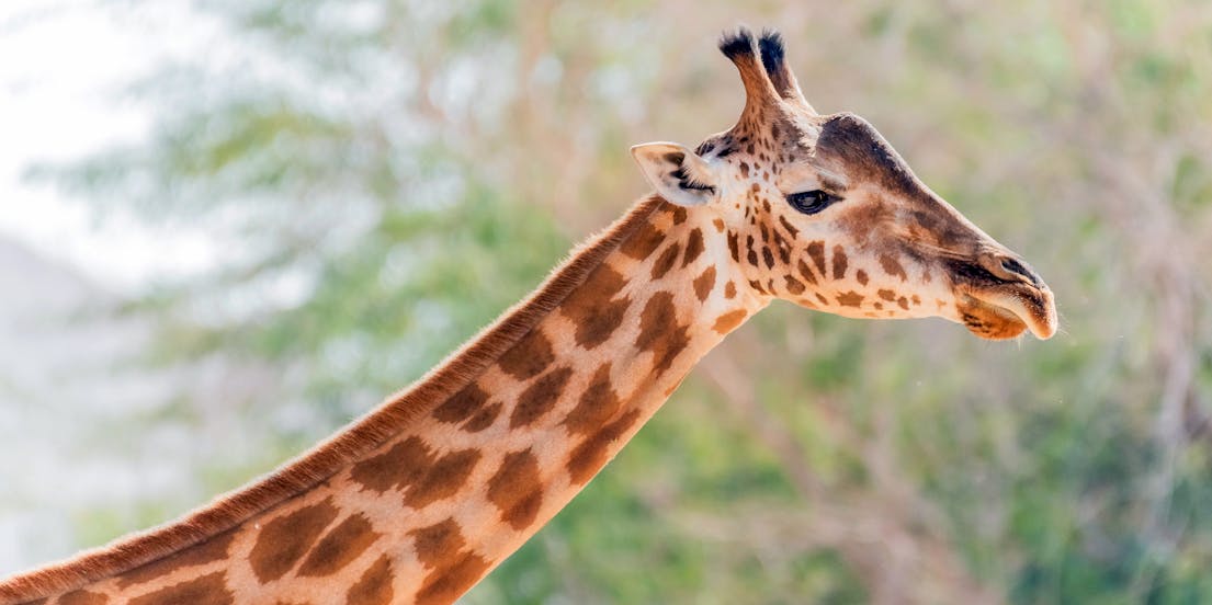 Al Ain Zoo