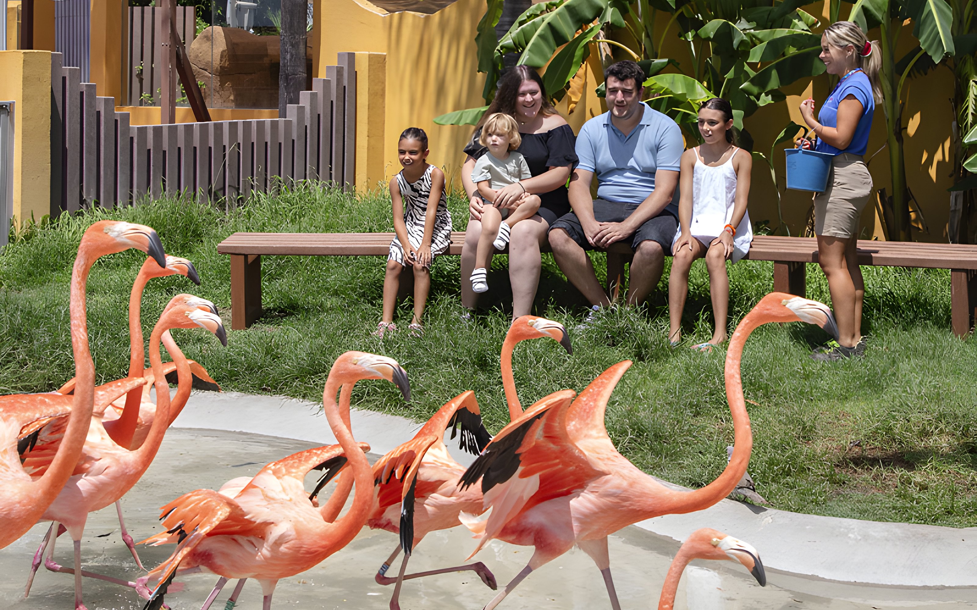 Flamingos walking near visitors at Selwo Marina Park, Spain.