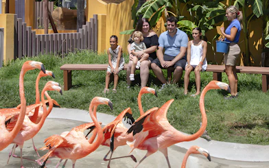 Flamingos walking near visitors at Selwo Marina Park, Spain.