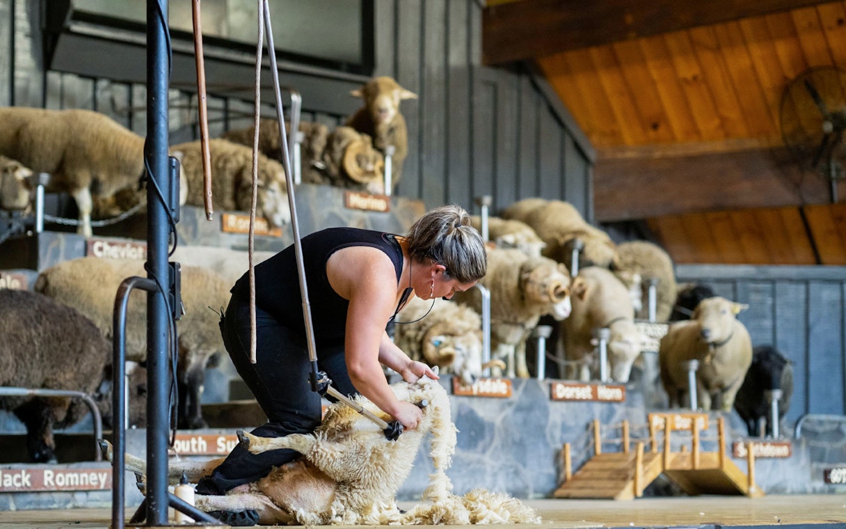 Sheep shearing demonstration at Agrodome Authentic Farm Experience.