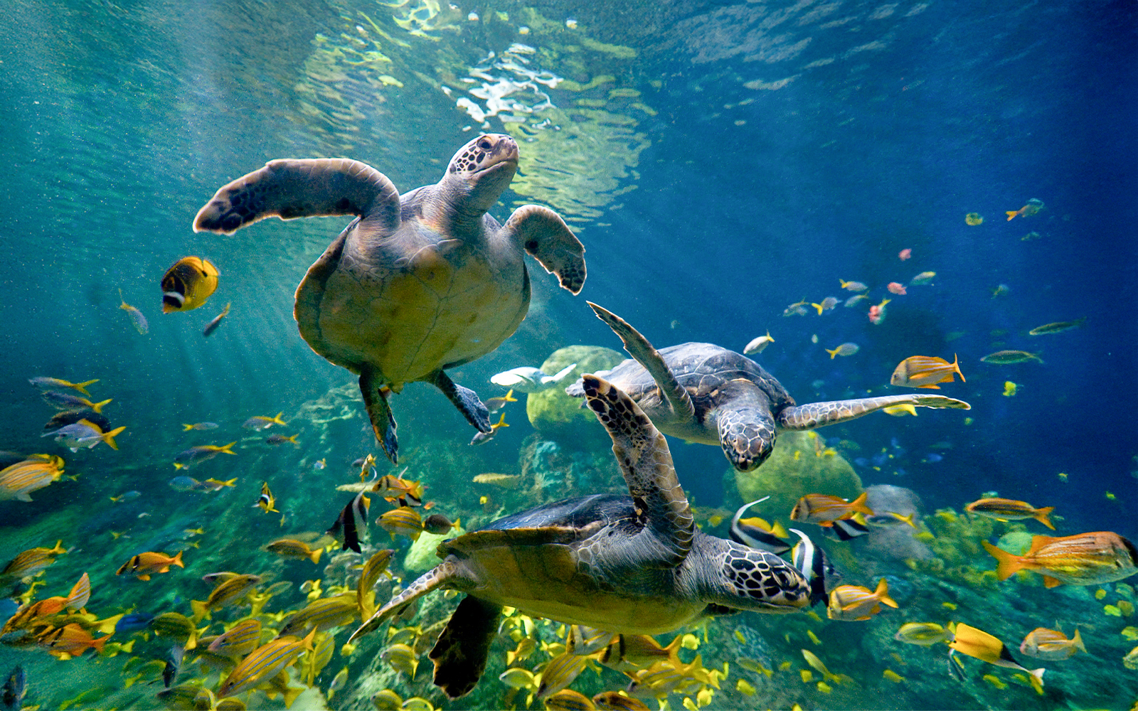 Sea turtles swimming with colorful fish at SeaWorld San Diego.