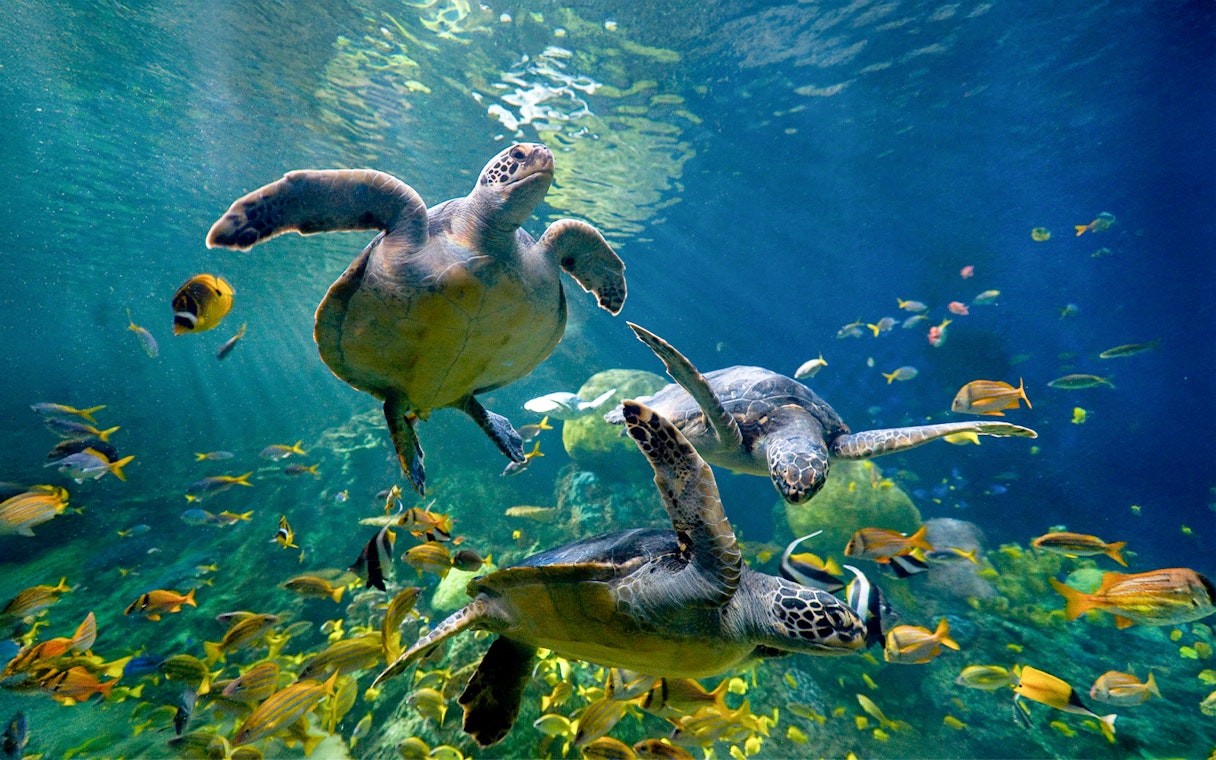 Sea turtles swimming with colorful fish at SeaWorld San Diego.