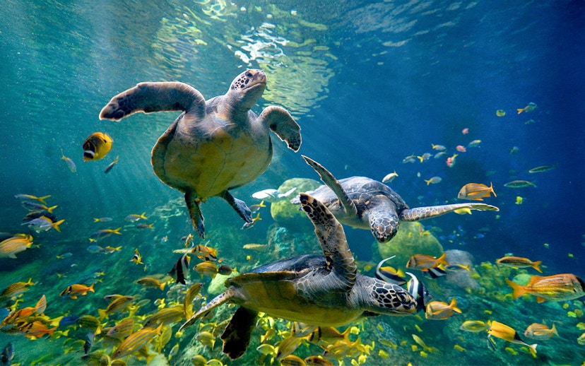 Sea turtles swimming with colorful fish at SeaWorld San Diego.