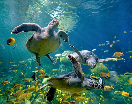 Sea turtles swimming with colorful fish at SeaWorld San Diego.